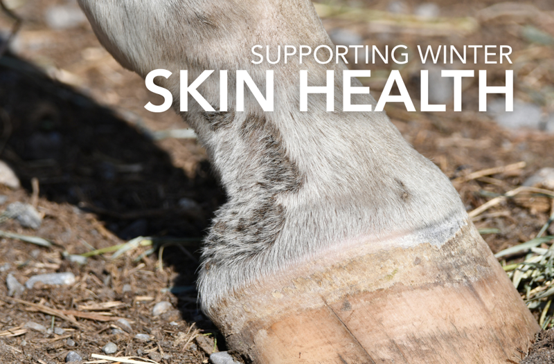 Supporting Winter Skin Health - Equine Science Matters™